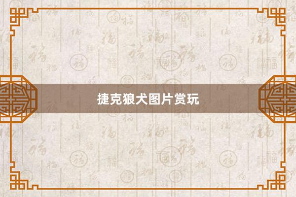 捷克狼犬图片赏玩
